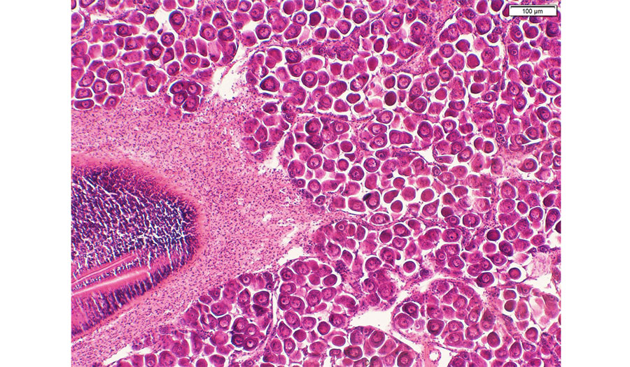 The histopathology laboratory at ESC