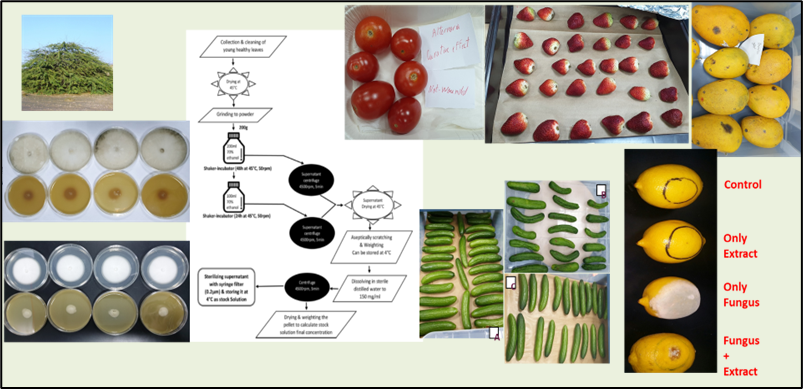 Fruits protected with BioFresh Shield